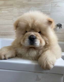 Photo №1. chow-chow - à vendre en ville de Clermont | 339€ | Annonce №174017