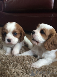 Photo №1. cavalier king charles spaniel - à vendre en ville de Augustów | négocié | Annonce №168276