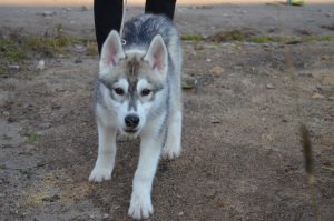 Photo №1. husky de sibérie - à vendre en ville de Perm | 213€ | Annonce №3649