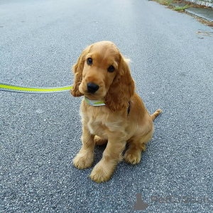Photo №2 de l'annonce № 168266 de la vente cocker spaniel anglais - acheter à Suède annonce privée, éleveur
