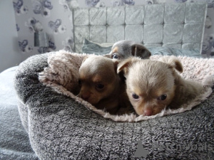 Photo №4. Je vais vendre chihuahua en ville de Karlskrona. annonce privée, éleveur - prix - 650€