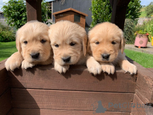 Photo №3. Magnifique golden retriever en adoption gratuite. Allemagne