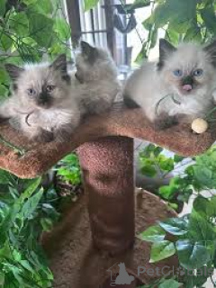 Photo №1. ragdoll - à vendre en ville de Helsinki | 500€ | Annonce № 170866