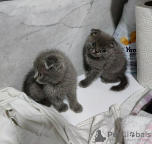 Photo №1. scottish fold - à vendre en ville de Tallinn | 250€ | Annonce № 117727