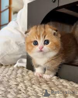 Photo №4. Je vais vendre munchkin en ville de Bruxelles. annonce privée, éleveur - prix - 500€