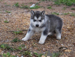 Photo №1. husky de sibérie - à vendre en ville de Корк | Gratuit | Annonce №124170