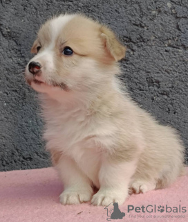 Photos supplémentaires: Chiots Welsh Corgi Pembroke