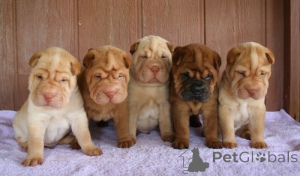Photo №4. Je vais vendre shar pei en ville de Hambourg. annonce privée - prix - 500€