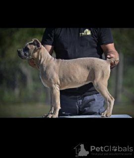 Photo №3. Chiots Cane Corso. Serbie