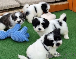 Photo №1. shih tzu - à vendre en ville de Flachau | Gratuit | Annonce №166901