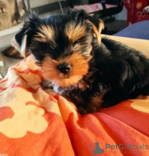 Photo №4. Je vais vendre yorkshire terrier en ville de Berlin. annonce privée - prix - 284€