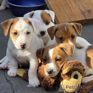 Photo №4. Je vais vendre jack russell terrier en ville de Prague. éleveur - prix - négocié