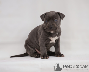 Photo №4. Je vais vendre american pit bull terrier en ville de Belgrade.  - prix - négocié