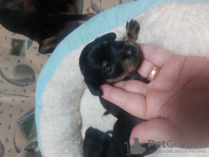Photo №1. petit chien russe - à vendre en ville de Рыбница | 142€ | Annonce №72143