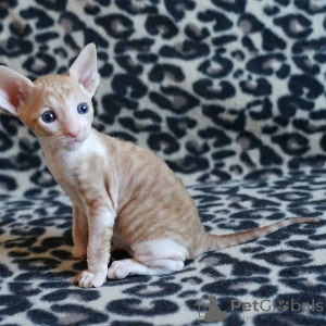 Photo №1. cornish rex - à vendre en ville de Helsinki | 400€ | Annonce № 114215