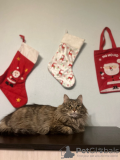 Photo №4. Je vais vendre  en ville de Москва. annonce privée - prix - Gratuit