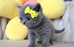 Photo №2 de l'annonce № 164513 de la vente british shorthair - acheter à Allemagne 