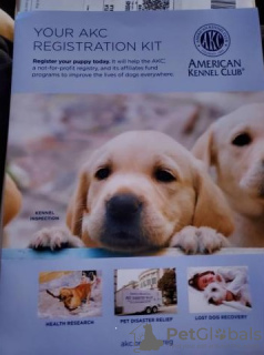 Photo №2 de l'annonce № 128364 de la vente golden retriever - acheter à La finlande éleveur