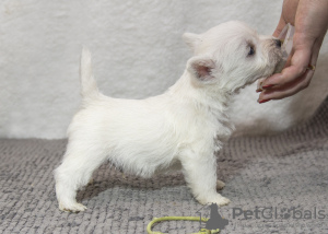 Photo №3. Un élevage propose des chiots West Highland White Terrier. La Moldavie