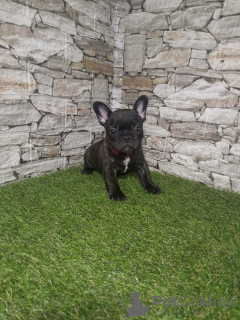 Photo №4. Je vais vendre bouledogue en ville de Sremska Mitrovica.  - prix - négocié