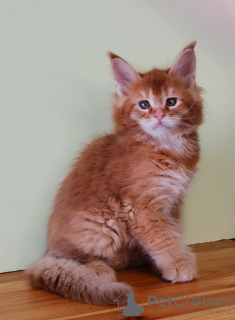 Photo №2 de l'annonce № 19391 de la vente maine coon - acheter à Fédération de Russie de la fourrière, éleveur