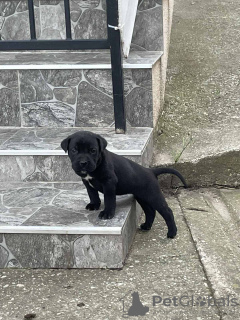 Photo №4. Je vais vendre cane corso en ville de Smederevska Palanka. annonce privée - prix - négocié
