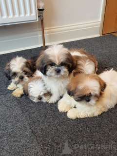 Photo №3. Adorables chiots Shih Tzu mâles et femelles. France