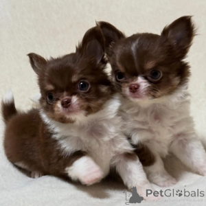 Photo №1. chihuahua - à vendre en ville de Essenbach | négocié | Annonce №152851