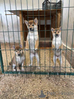 Photo №1. shiba - à vendre en ville de Zrénjanin | négocié | Annonce №155100