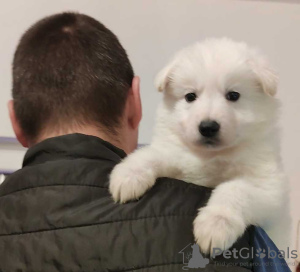 Photos supplémentaires: Chiots Berger Blanc Suisse