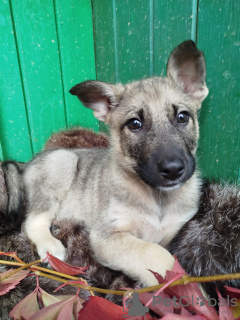 Photo №1. chien bâtard - à vendre en ville de Москва | Gratuit | Annonce №111593