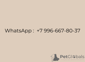 Photo №4. Je vais vendre spitz nain en ville de Москва. annonce privée, éleveur - prix - 140€