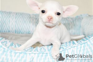 Photo №3. Adorables chiots Chihuahua en adoption gratuite. Allemagne