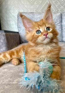 Photo №4. Je vais vendre maine coon en ville de Montreux. annonce privée - prix - 400€