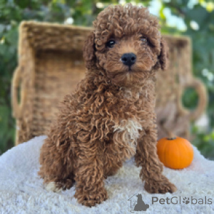 Photo №3. Adorable chiot caniche rouge Bozo mâle, vérifié en santé, prêt maintenant. Allemagne