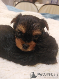 Photos supplémentaires: Chiots Yorkie baby face