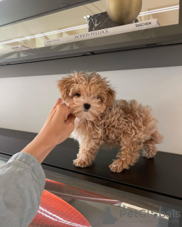 Photo №3. Chiots Maltipoo élevés dans une maison familiale. Allemagne