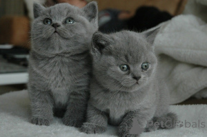 Photo №1. british shorthair - à vendre en ville de Algermissen | 350€ | Annonce № 159963