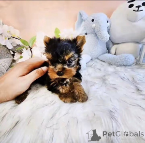 Photo №1. biewer yorkshire terrier - à vendre en ville de Ville de Californie | 581€ | Annonce №176122
