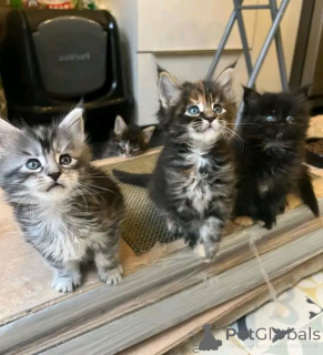 Photo №2 de l'annonce № 138850 de la vente maine coon - acheter à Allemagne annonce privée, éleveur