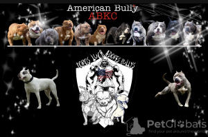 Photos supplémentaires: American Bully chiots à vendre Livraison ABKC toute l'Europe et l'Asie