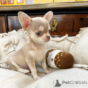 Photo №1. chihuahua - à vendre en ville de Gorinhem | négocié | Annonce №177768