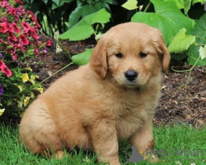 Photo №2 de l'annonce № 132174 de la vente  - acheter à Suisse 