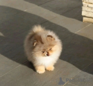 Photo №1. spitz nain - à vendre en ville de Terneuzen | négocié | Annonce №165214