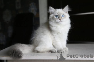 Photo №1. sibérien - à vendre en ville de Cerf | 350€ | Annonce № 178747