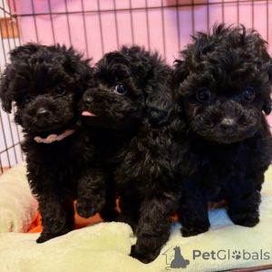 Photo №1. caniche (jouet) - à vendre en ville de Hannover | négocié | Annonce №164340