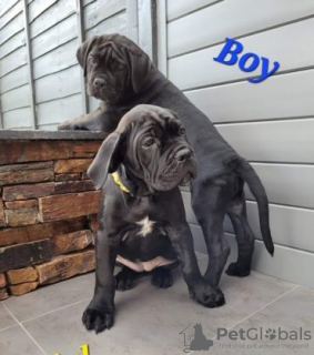 Photo №3. Beaux chiots Cane Corso à vendre. Allemagne