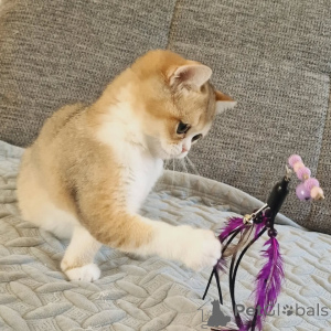 Photo №3. Belle portée disponible Chatons British shorthair. Australie