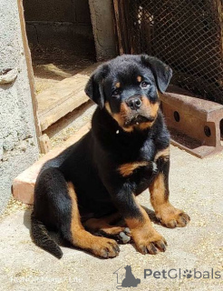 Photo №1. rottweiler - à vendre en ville de Belgrade | négocié | Annonce №168462