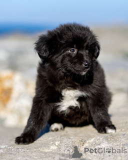 Photo №4. Je vais vendre chien bâtard en ville de Rivière moscou. annonce privée - prix - Gratuit